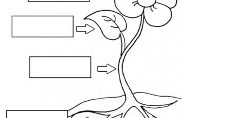 Plant Worksheets 01