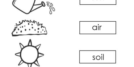 Plant Worksheets 03