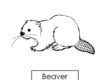 beaver 03