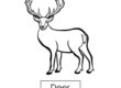 deer 04