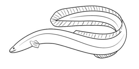 eel 05