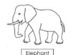 elephant 04