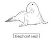 elephant-seal 03