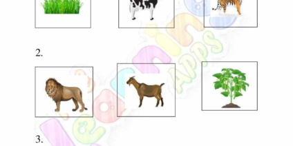 Animal Food Chain 02