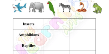 Animals Classification 04