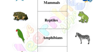 Animals Classification 06