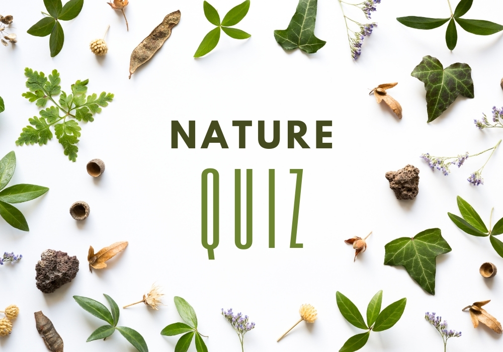 Nature questions. Find your nature значок. Question about nature. Nature Clone.