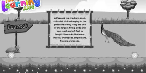 peacock
