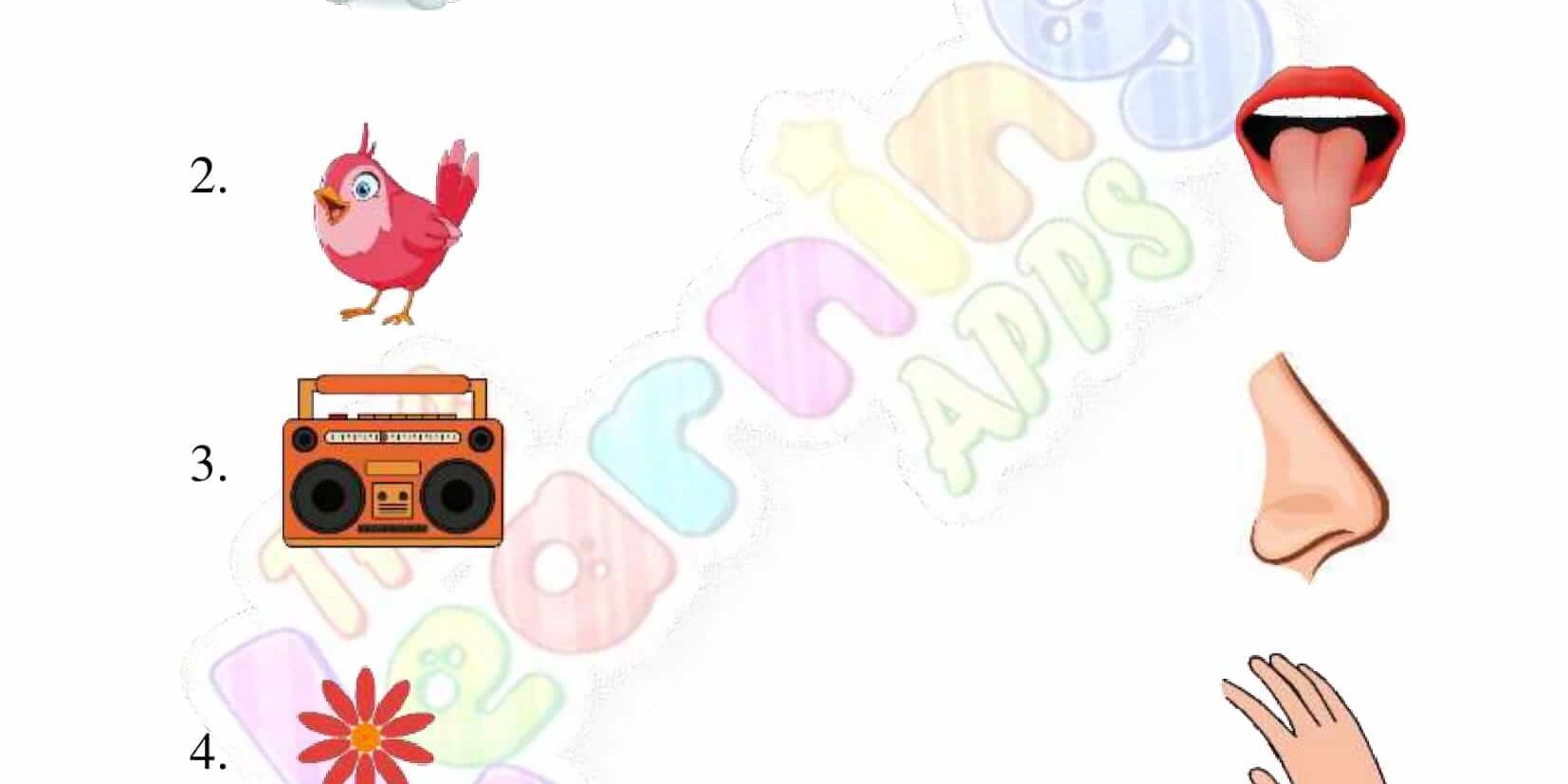 Senses Worksheet - Grade 2 - Activity 2