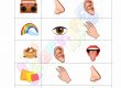 Senses Worksheet - Grade 2 - Activity 8