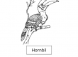 Hornbil
