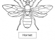 Hornet