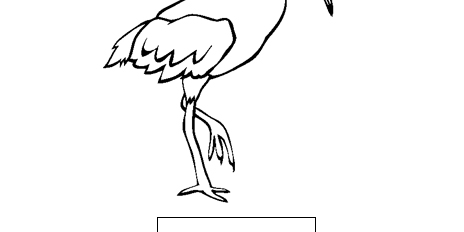 Ibis