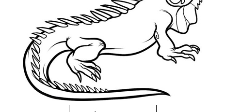 Iguana