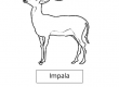 Impala