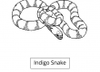 Indigo Snake