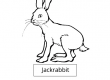 Jackrabbit