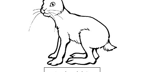 Jackrabbit