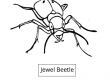 Jewel Beetle