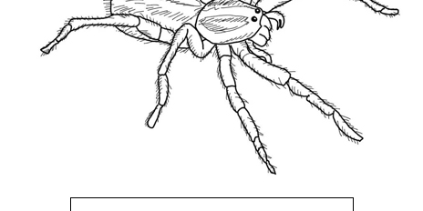 Jumping Spider