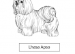 Lhasa Apso