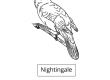 Nightingale