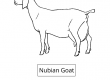 Nubian-Goat