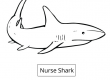 Nurse Shark
