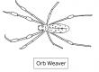 Orb-Weaver