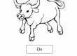 Ox
