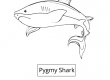 Pygmy Shark