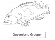 QUEENSLAND GROUPER