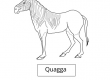 Quagga