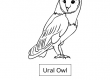 Ural owl