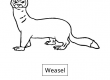 Weasel