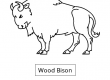 Wood Bison