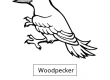 Woodpecker