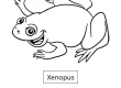 Xenopus