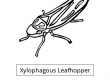 Xylophagous Leafhopper