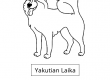 Yakutian Laika