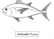 Yellowfin-Tuna