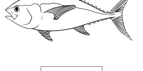 Yellowfin-Tuna