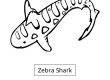 Zebra Shark
