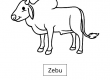 Zebu