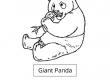 Giant panda