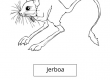jerboa
