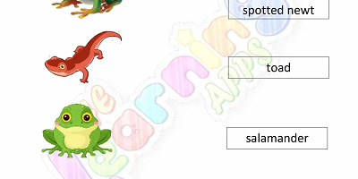 Amphibians-Worksheets-Grade-3-Activity-3