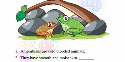 Amphibians-Worksheets-Grade-3-Activity-5