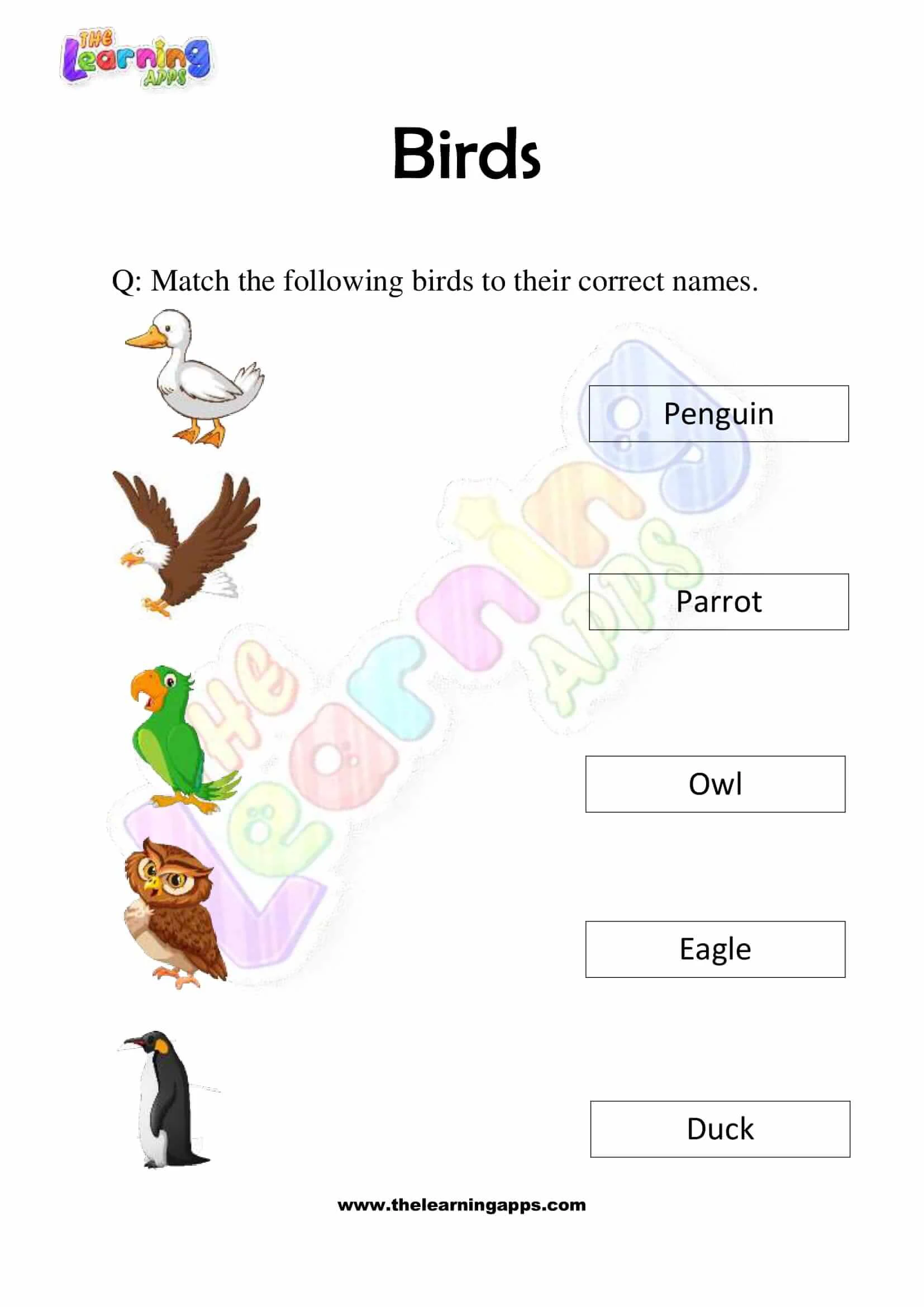 Download Free Printable Birds Worksheets for Grade 3