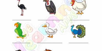 Birds-Worksheets-Grade-3-Activity-2 Birds-Worksheets-Grade-3-Activity-2